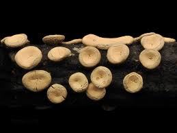 Attēlu rezultāti vaicājumam “Stemonitopsis hyperopta var. landewaldii spores”