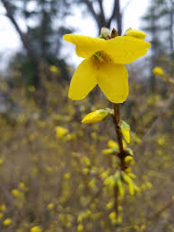 Attēlu rezultāti vaicājumam “Forsythia suspensa flower”