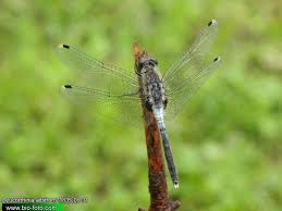 Attēlu rezultāti vaicājumam “Leucorrhinia albifrons female”