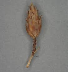 Attēlu rezultāti vaicājumam “Schoenus ferrugineus bud”