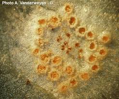 Attēlu rezultāti vaicājumam “Puccinia sessilis”