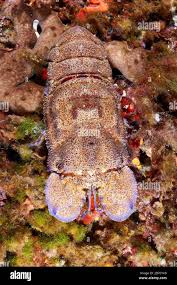 Image result for Scyllarides latus