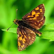 Attēlu rezultāti vaicājumam “Carterocephalus palaemon”