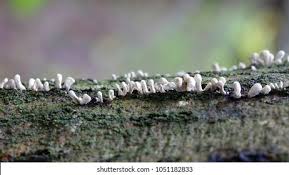 Attēlu rezultāti vaicājumam “Phleogena faginea stalked”