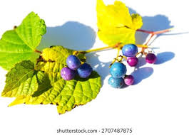 Attēlu rezultāti vaicājumam “Vitaceae”