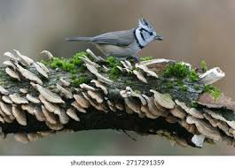 Attēlu rezultāti vaicājumam “Lophophanes cristatus”