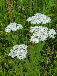 Attēlu rezultāti vaicājumam “Achillea millefolium”