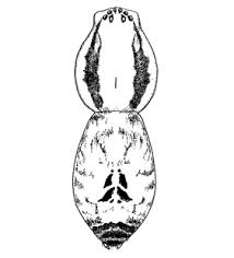 Attēlu rezultāti vaicājumam “Anyphaena accentuata male”