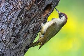 Attēlu rezultāti vaicājumam “Picus viridis nest”