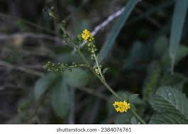 Attēlu rezultāti vaicājumam “Agrimonia pilosa leaf”