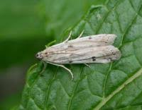 Attēlu rezultāti vaicājumam “Phycitodes binaevella”