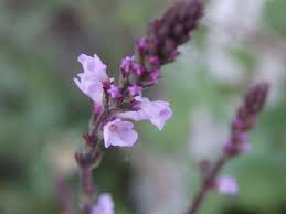 Image result for Verbena officinalis