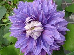Attēlu rezultāti vaicājumam “Clematis flower”