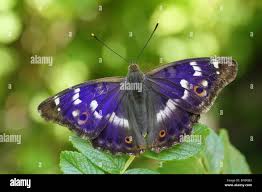 Attēlu rezultāti vaicājumam “Apatura ilia male”