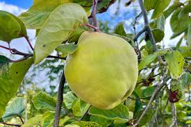 Attēlu rezultāti vaicājumam “Cydonia oblonga fruit”