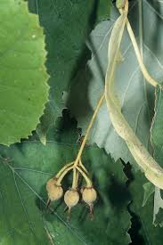 Attēlu rezultāti vaicājumam “Tilia tomentosa leaf”
