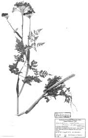 Attēlu rezultāti vaicājumam “Conioselinum tataricum”