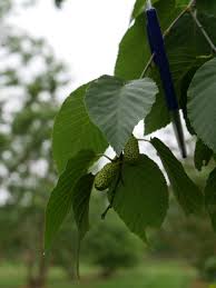 Attēlu rezultāti vaicājumam “Betula alleghaniensis leaf”