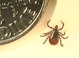 Attēlu rezultāti vaicājumam “Ixodes female”