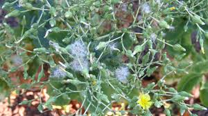 Attēlu rezultāti vaicājumam “Crepis paludosa leaf”
