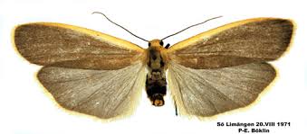 Attēlu rezultāti vaicājumam “Eilema depressa”