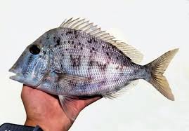 Image result for Calamus nodosus