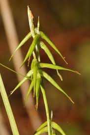 Attēlu rezultāti vaicājumam “Carex pauciflora”