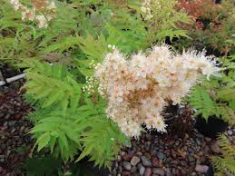 Attēlu rezultāti vaicājumam “Sorbaria sorbifolia flower”