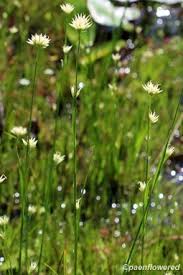 Attēlu rezultāti vaicājumam “Rhynchospora alba flower”