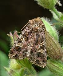 Attēlu rezultāti vaicājumam “Hadena rivularis”