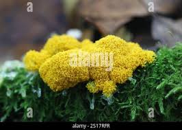 Attēlu rezultāti vaicājumam “Physarum virescens macro”