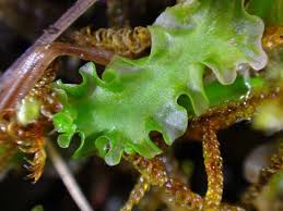 Attēlu rezultāti vaicājumam “Moerckia hibernica”