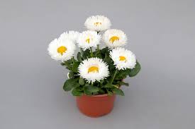 Attēlu rezultāti vaicājumam “Bellis perennis bud”