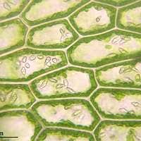 Attēlu rezultāti vaicājumam “Calypogeia”