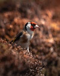 Attēlu rezultāti vaicājumam “Carduelis carduelis adult”