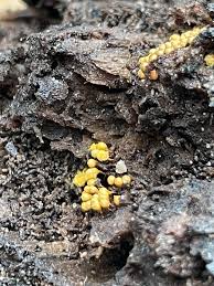 Attēlu rezultāti vaicājumam “Hemitrichia calyculata”