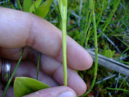 Attēlu rezultāti vaicājumam “Liparis loeselii leaf”