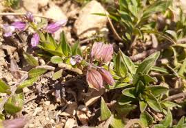 Attēlu rezultāti vaicājumam “Polygalaceae”