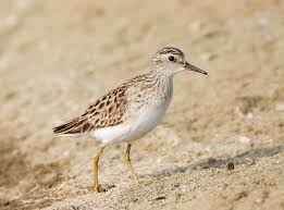 Attēlu rezultāti vaicājumam “Calidris”