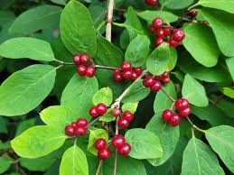 Attēlu rezultāti vaicājumam “Lonicera xylosteum”