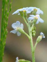 Attēlu rezultāti vaicājumam “Myosotis laxa subsp. baltica leaf”