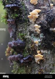 Attēlu rezultāti vaicājumam “Antrodiella serpula”