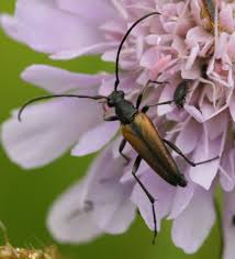Attēlu rezultāti vaicājumam “Stenurella melanura”