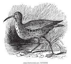 Image result for Numenius borealis