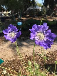 Image result for scabiosa caucasica