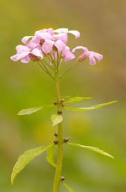 Attēlu rezultāti vaicājumam “Cardamine bulbifera”