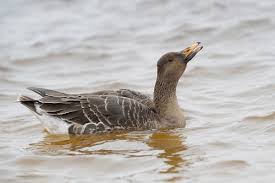 Attēlu rezultāti vaicājumam “Anser serrirostris”