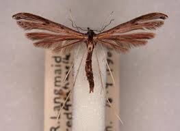 Attēlu rezultāti vaicājumam “Platyptilia tesseradactyla”