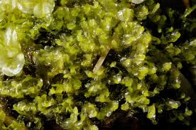 Attēlu rezultāti vaicājumam “Harpanthus flotovianus”