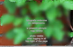 Attēlu rezultāti vaicājumam “Celastrus flagellaris”